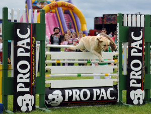 Mullingar International Horse Show - Dog High Jump