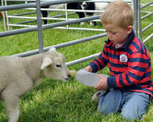 Mullingar International Horse Show - Feeding the pet lamb